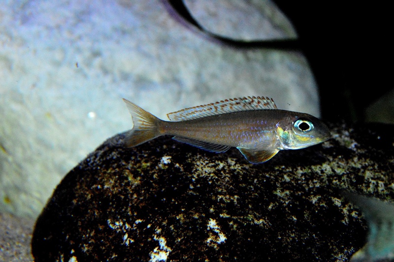 Xenotilapia flavipinnis 'Kekese'